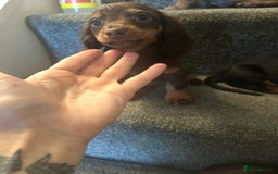 Miniature Dachshund dogs for sale: Beautiful miniature dachshunds  - Image 5