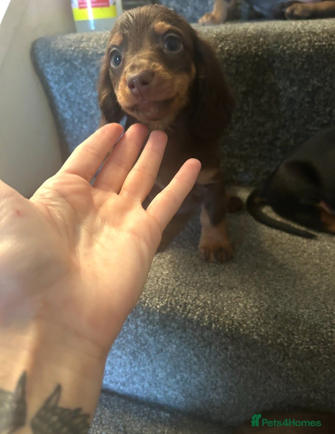 Miniature Dachshund dogs for sale: Beautiful miniature dachshunds  - Image 5