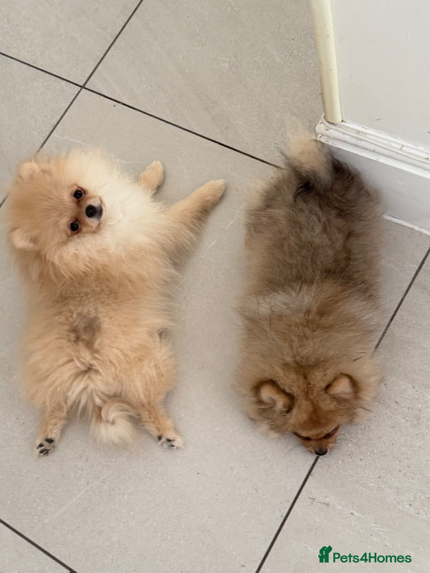 Pomeranian dogs Rare Tiny Teddy Bear Face Pomeranian pups |KC Reg - Advert 1
