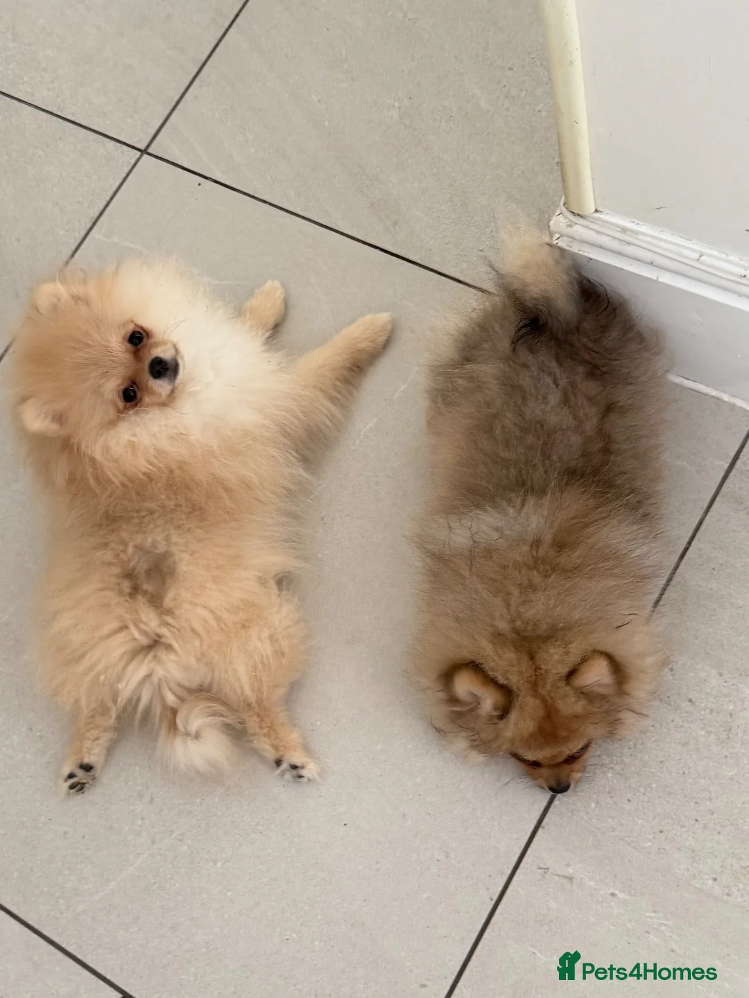 Pomeranian dogs for sale: Rare Tiny Teddy Bear Face Pomeranian pups |KC Reg - Advert 1