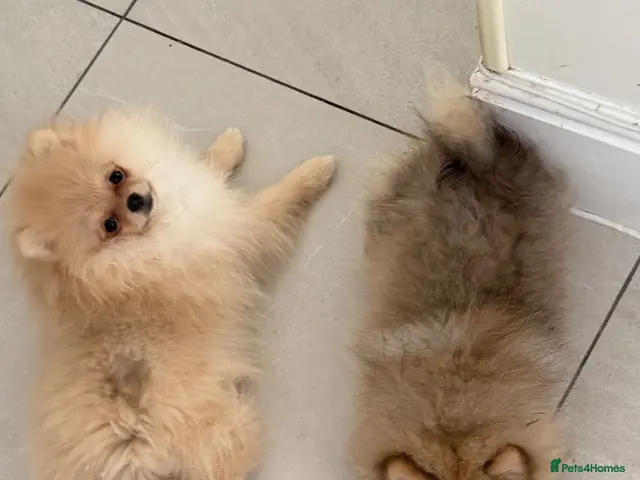 Pomeranian dogs for sale: Rare Tiny Teddy Bear Face Pomeranian pups |KC Reg - Advert 1