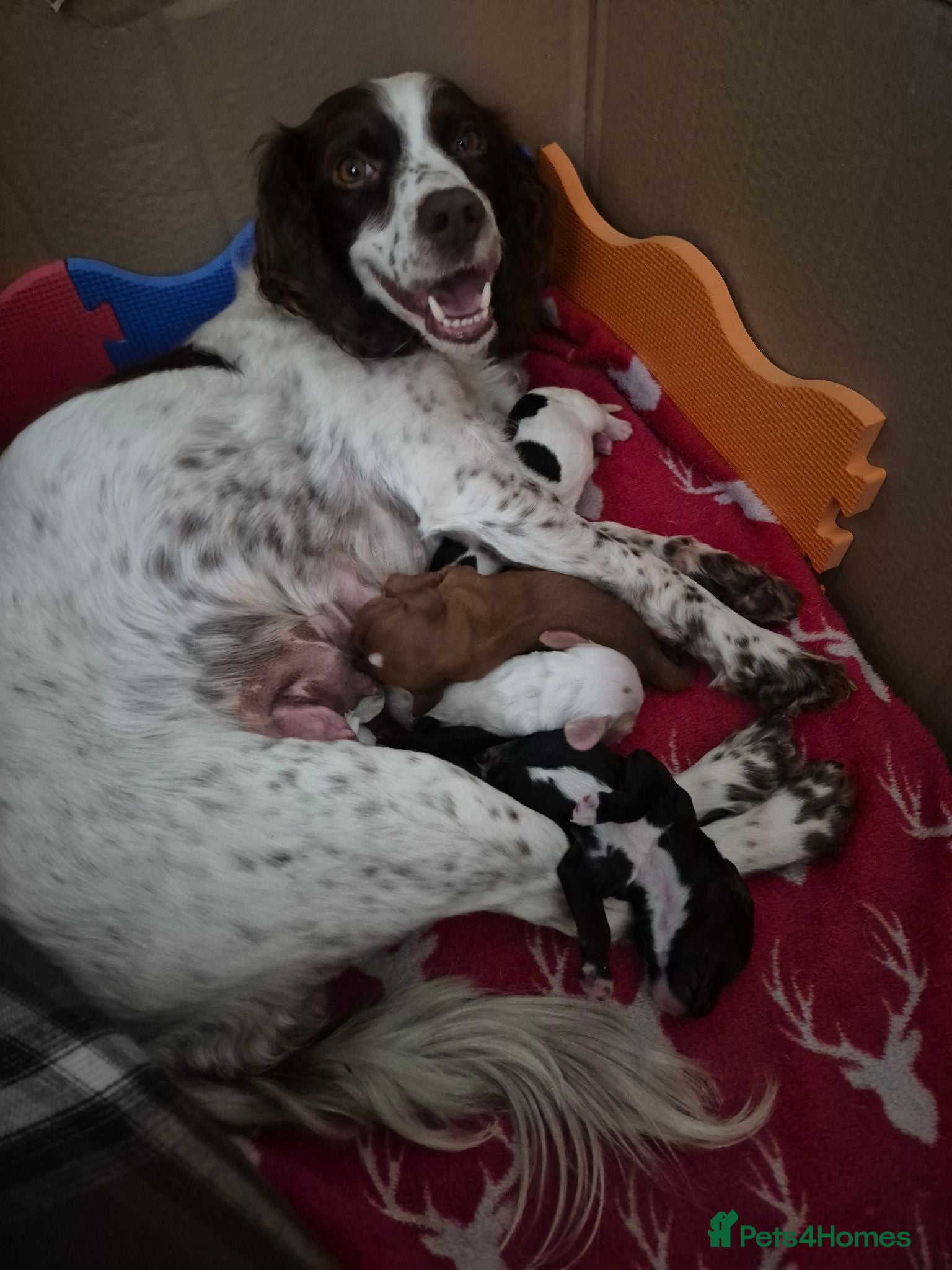 Sprocker dogs Sprocker Spaniel Puppies - Advert 1