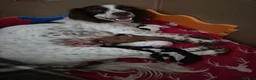 Sprocker dogs for sale: Sprocker Spaniel Puppies - Advert 1