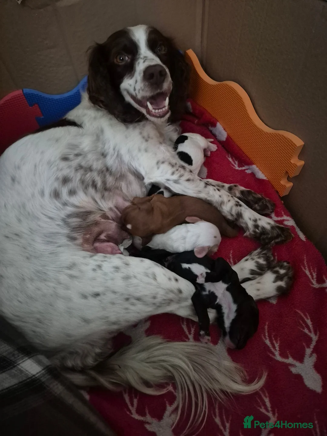 Sprocker dogs for sale: Sprocker Spaniel Puppies - Advert 1