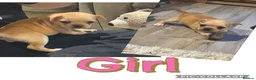 Frug dogs for sale: French bulldog cross pug puppies ready Friday 22nd - Advert 3