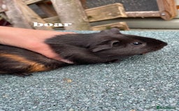 Guinea Pig rodents for sale: 4 baby guinea pigs & 2 adult males for sale! - Image 4