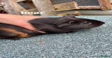 Guinea Pig rodents - Advert 4