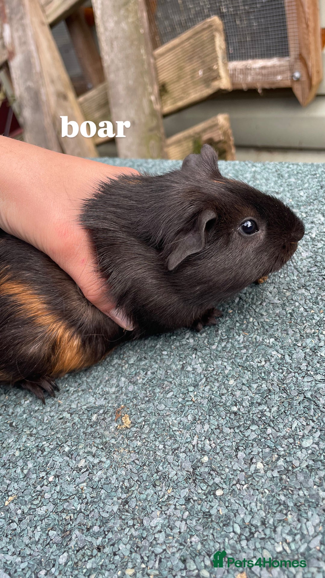 Guinea Pig rodents for sale: 4 baby guinea pigs & 2 adult males for sale! - Image 4