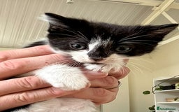 Mixed Breed cats for sale: 6 Beautiful playful kittens - Image 4