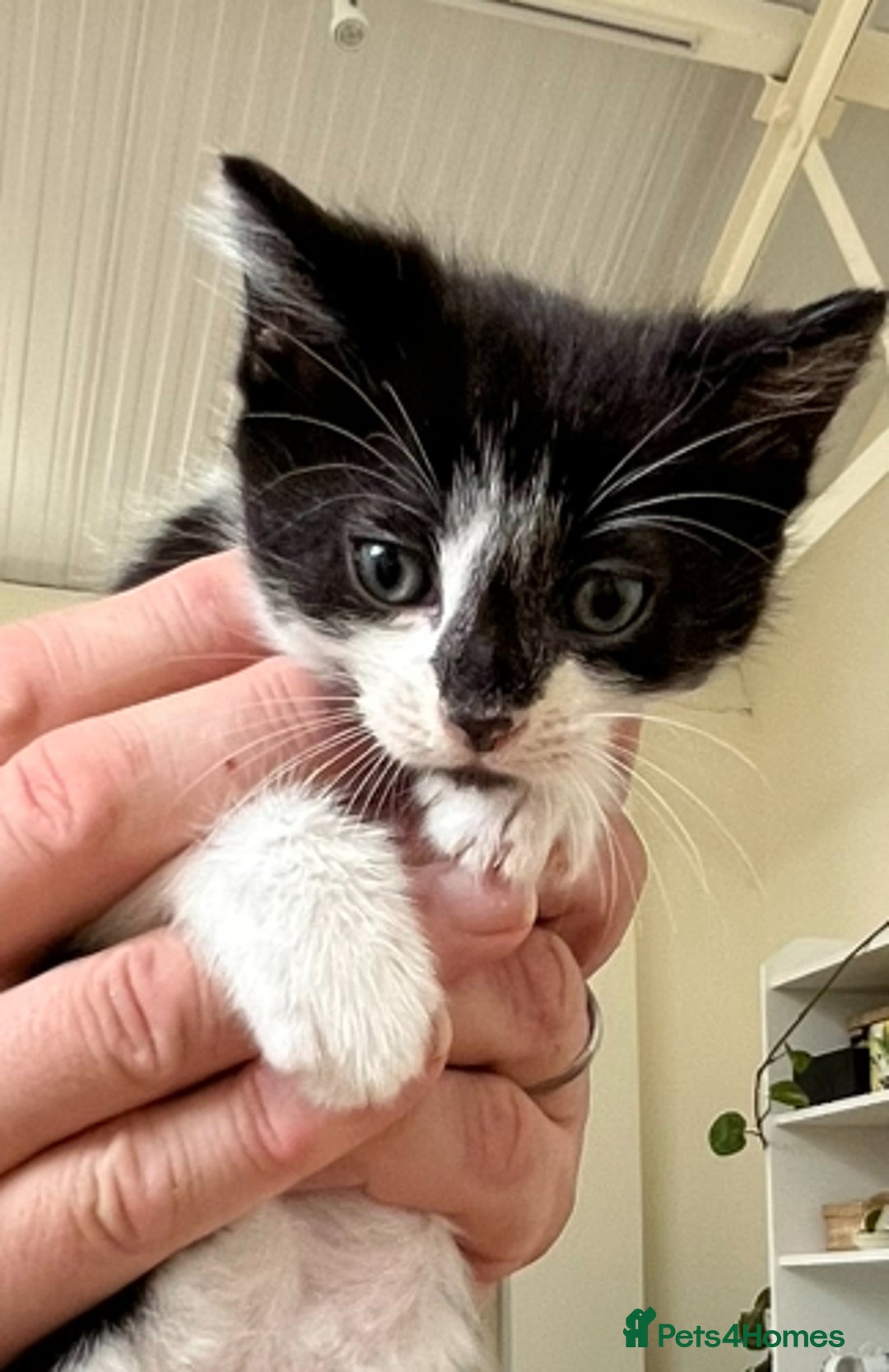 Mixed Breed cats for sale: 6 Beautiful playful kittens - Image 4