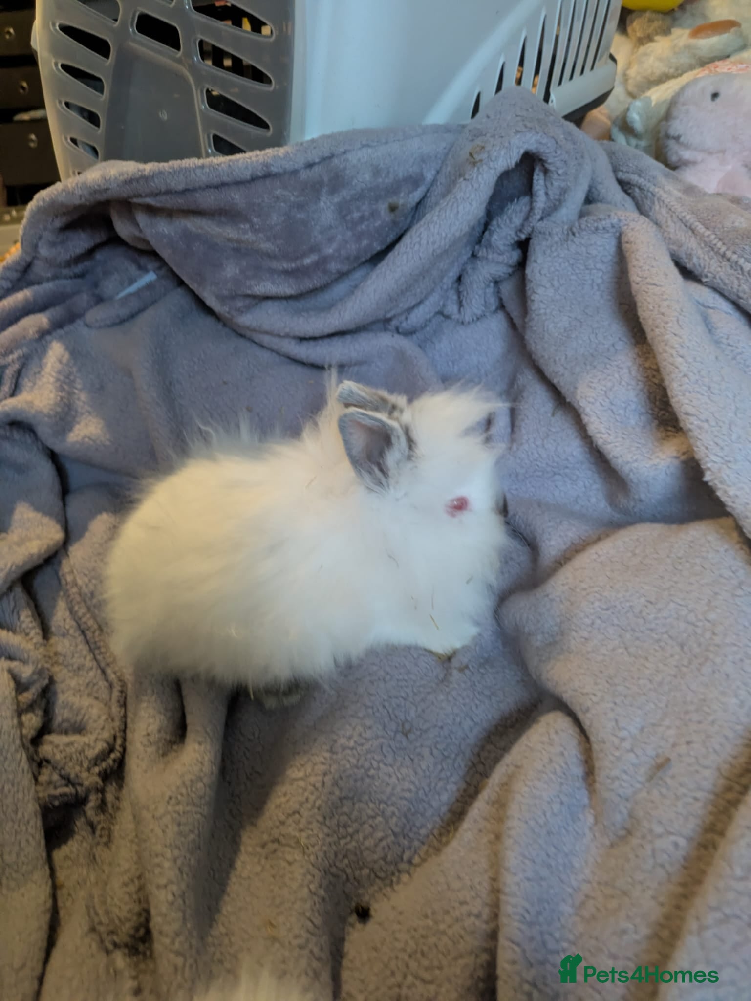 Lionhead rabbits Baby double main lionhead bunnies for sale  - Advert 5