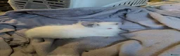 Lionhead rabbits for sale: Baby double main lionhead bunnies for sale  - Advert 7