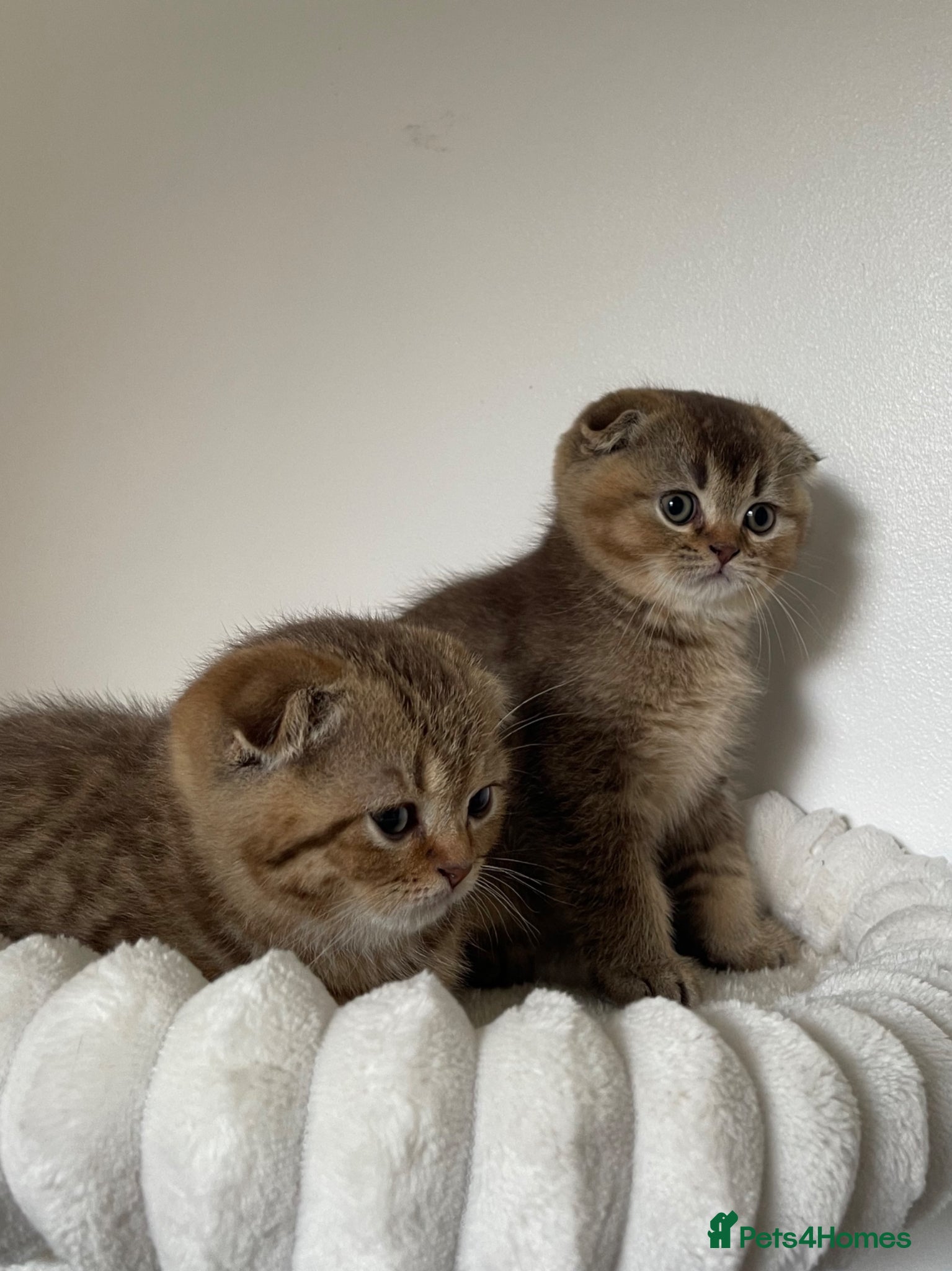 Scottish Fold cats 2 Scottish Fold Boys  - Advert 1