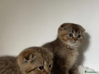 Scottish Fold cats 2 Scottish Fold Boys - Advert 1