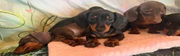Miniature Dachshund dogs for sale: ❤️🐾 Adorable Miniature Dachshunds 🐾❤️ - Advert 19
