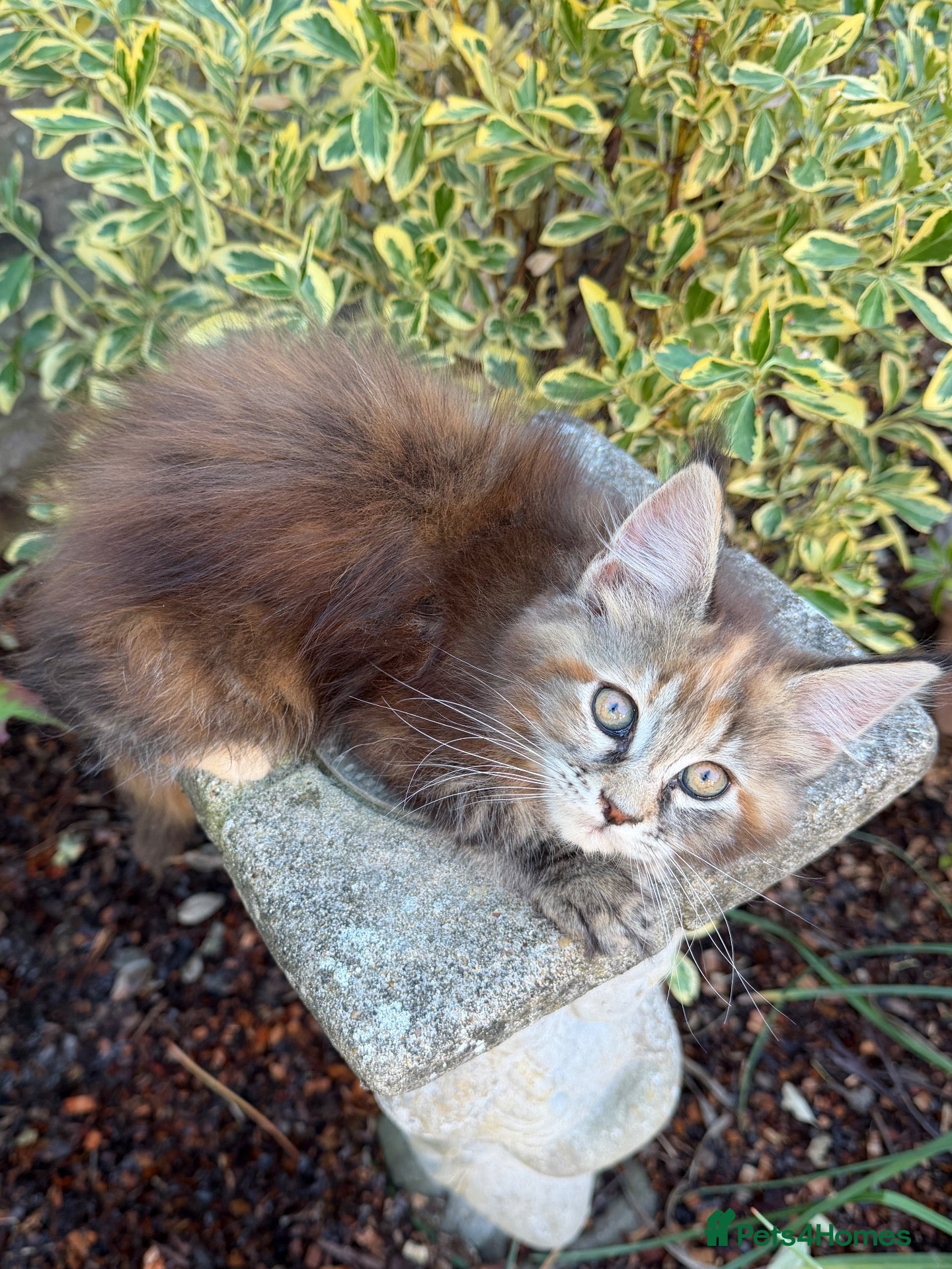 Maine Coon cats TICA Registered Pedigree Maine Coon Girls - Advert 2