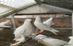 Pigeons birds for sale: Pigeon for sale - Image 3