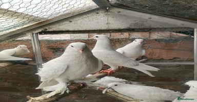 Pigeons birds - Advert 15