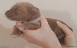 Mixed Breed dogs for sale: Australian doubledoodle puppies - Image 29