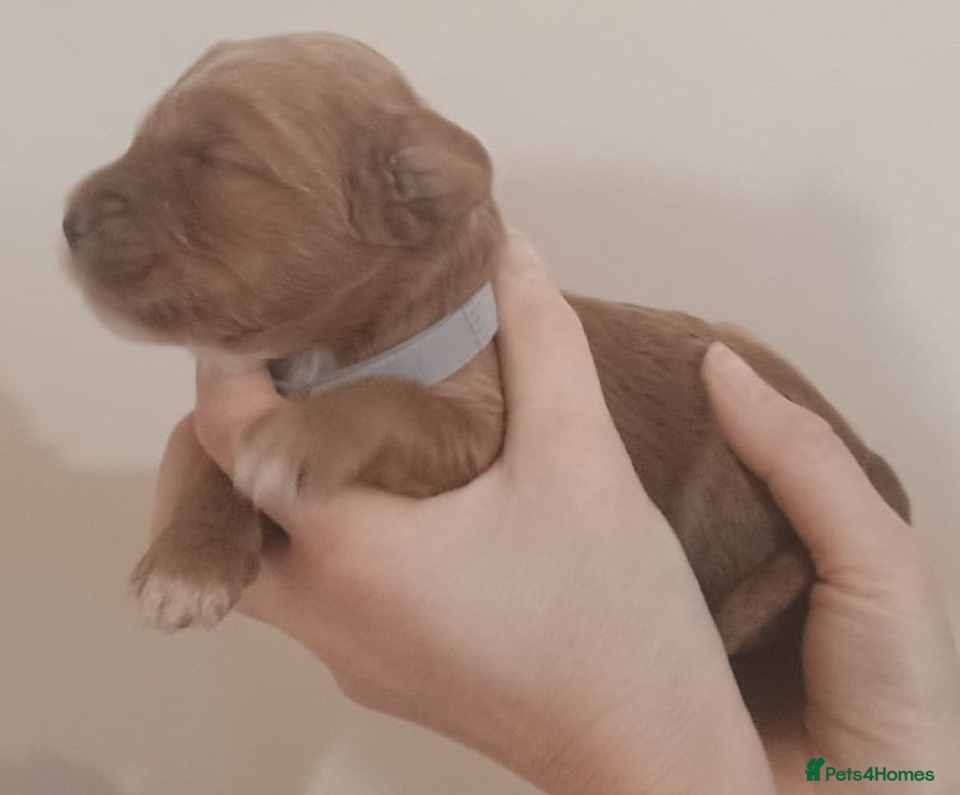 Mixed Breed dogs for sale: Australian doubledoodle puppies - Image 29