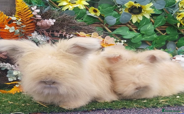 Angora rabbits - Advert 1