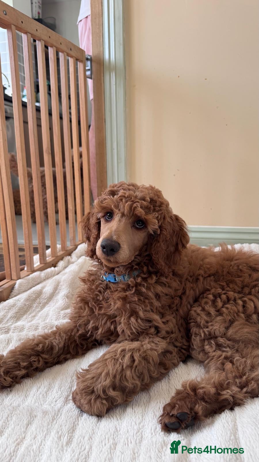 Standard Poodle dogs KC Standard poodle puppies  - Advert 2