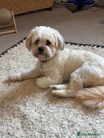 Shihpoo dogs - Advert 4