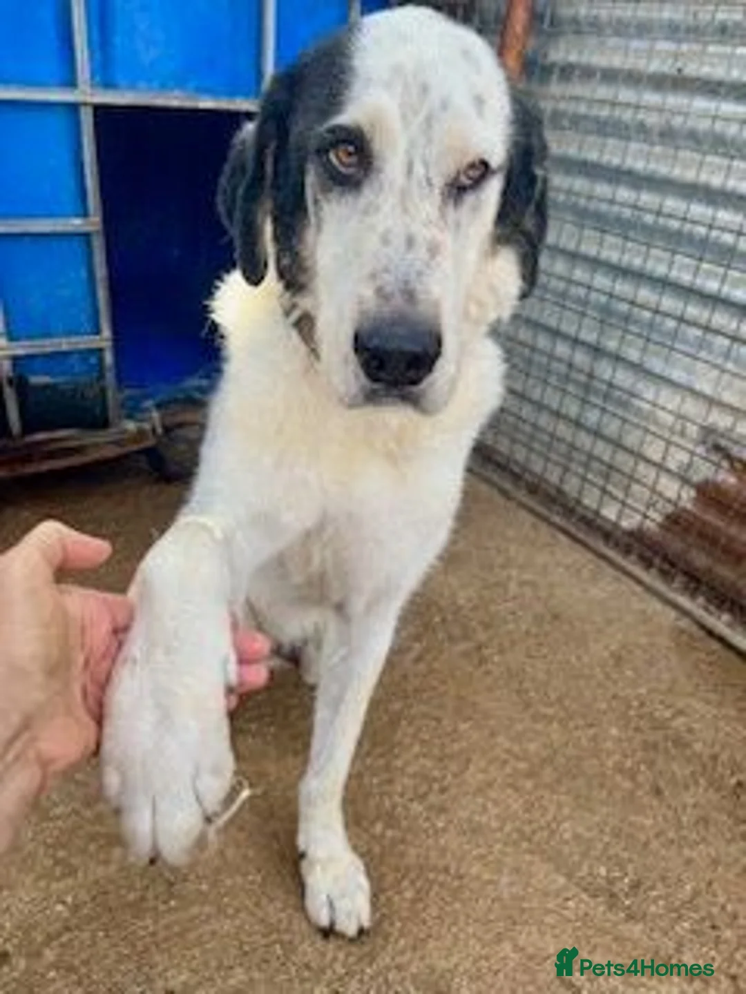 Mixed Breed dogs for adoption: 🐾 Meet Luke ❤️ - Advert 2