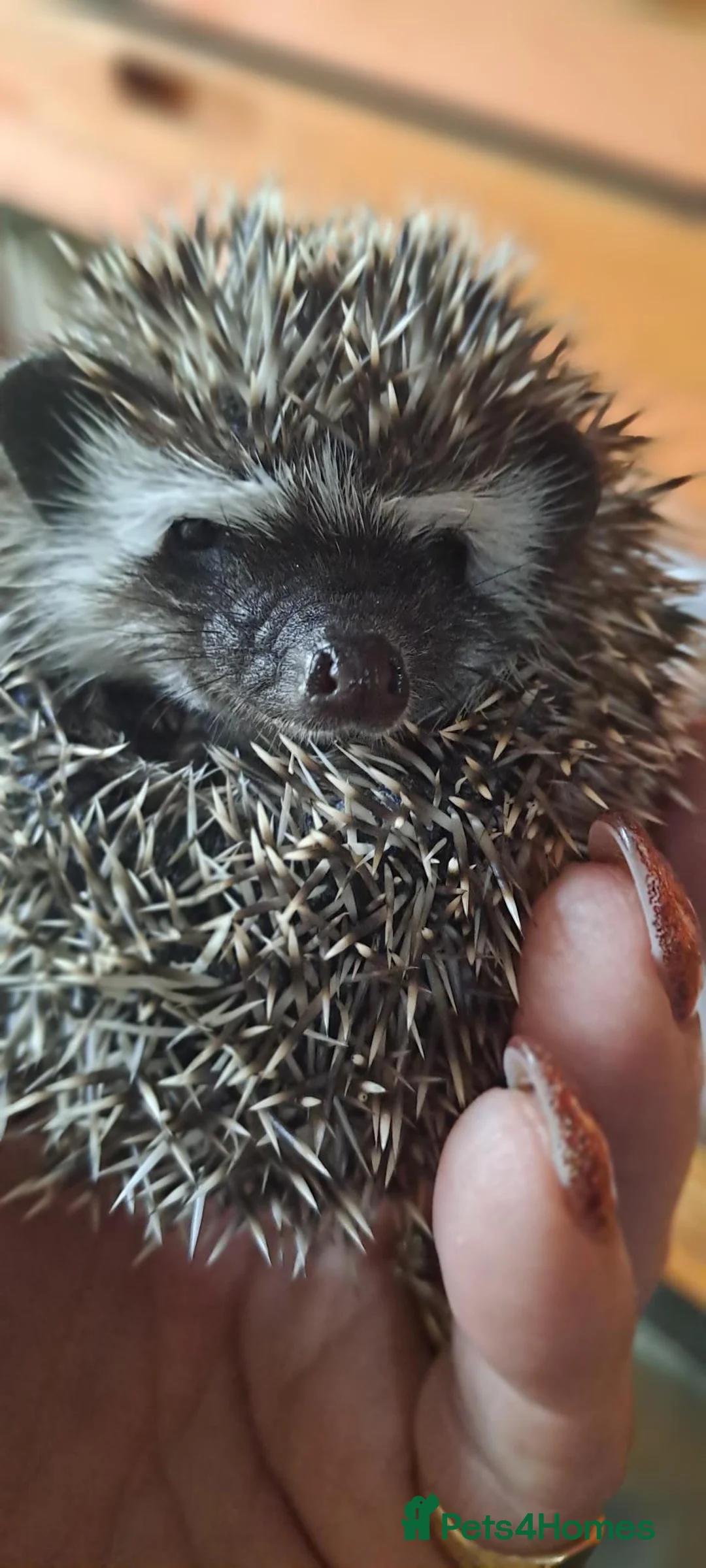 Pygmy Hedgehog rodents for sale: African Pygmy Hedgehogs Ready 2 week in Market Harborough - Advert 1