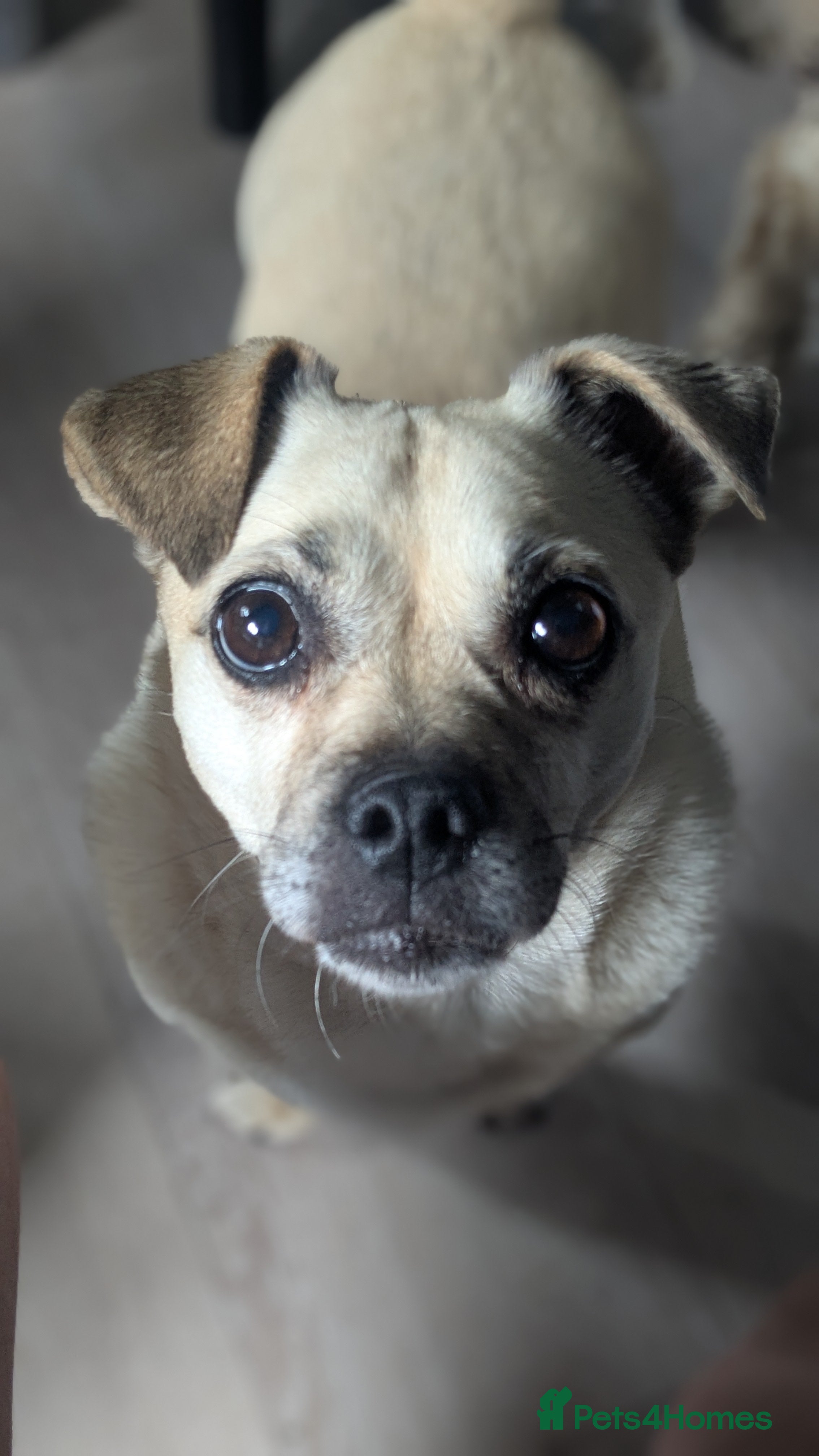 Jug dogs Sophie is looking for a calm home - Advert 2