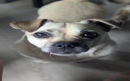 Jug dogs for sale: Sophie is looking for a calm home - Image 1