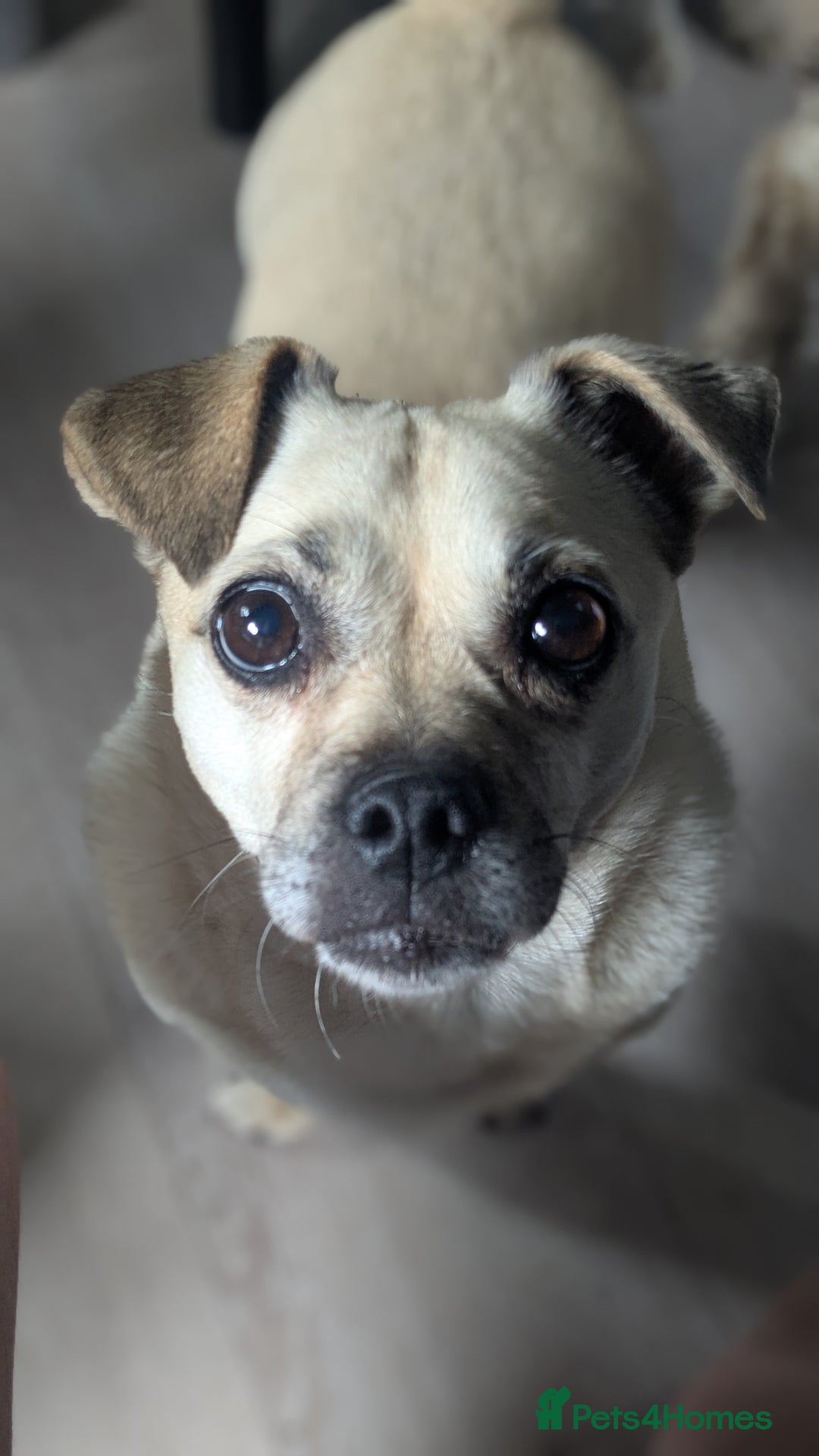 Jug dogs for sale: Sophie is looking for a calm home - Image 1