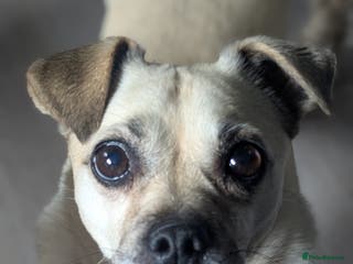 Jug dogs Sophie is looking for a calm home - Advert 1