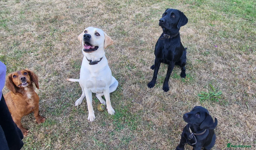 Labrador Retriever dogs for sale: Stunning KC Labrador Pups, Health tested parents  - Advert 17