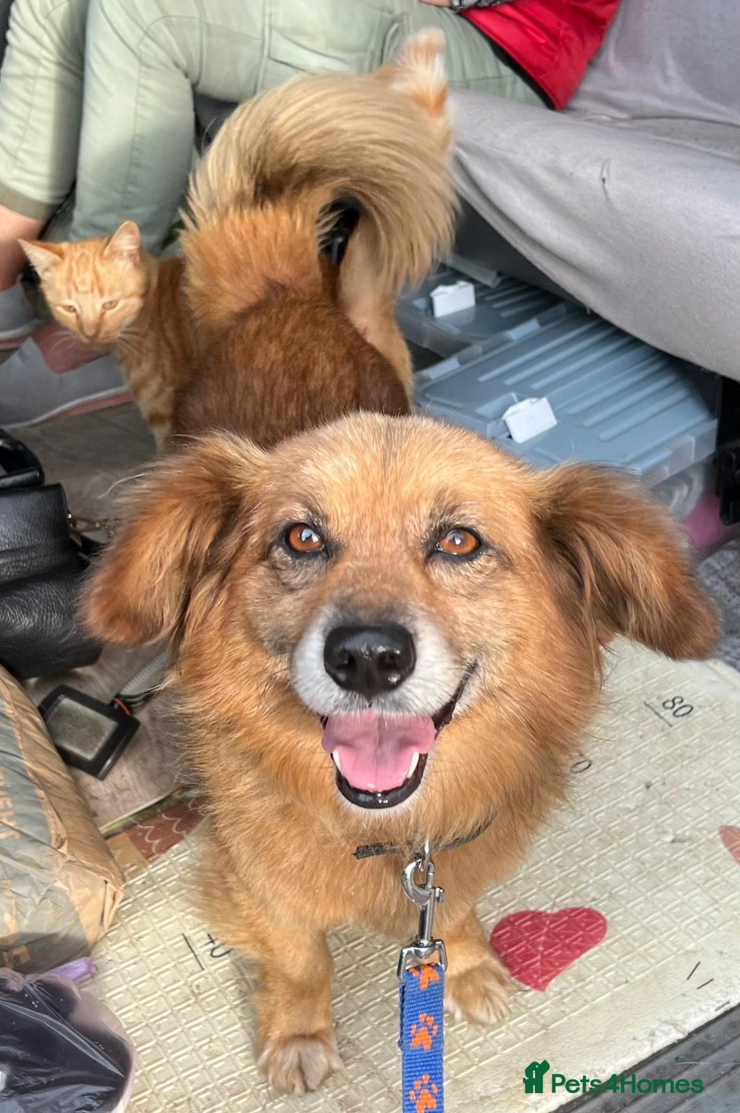 Border Collie dogs for adoption: MILOSH – Border Collie (Male) - Advert 2