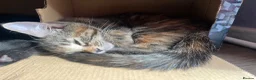 Maine Coon cats for sale: Half Maine coon (Last lady) - Advert 11
