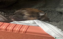 Pomeranian dogs for sale: Gorgeous Pomeranian Puppies, 2 Boys and Two Girls - Image 4