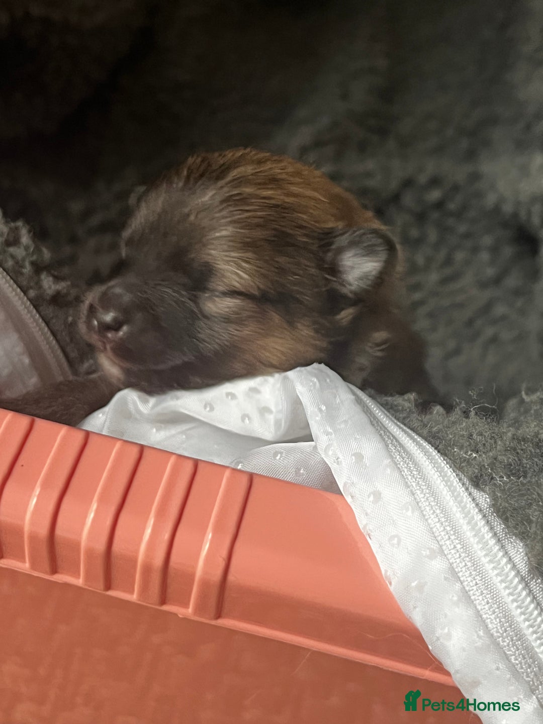 Pomeranian dogs for sale: Gorgeous Pomeranian Puppies, 2 Boys and Two Girls - Image 4