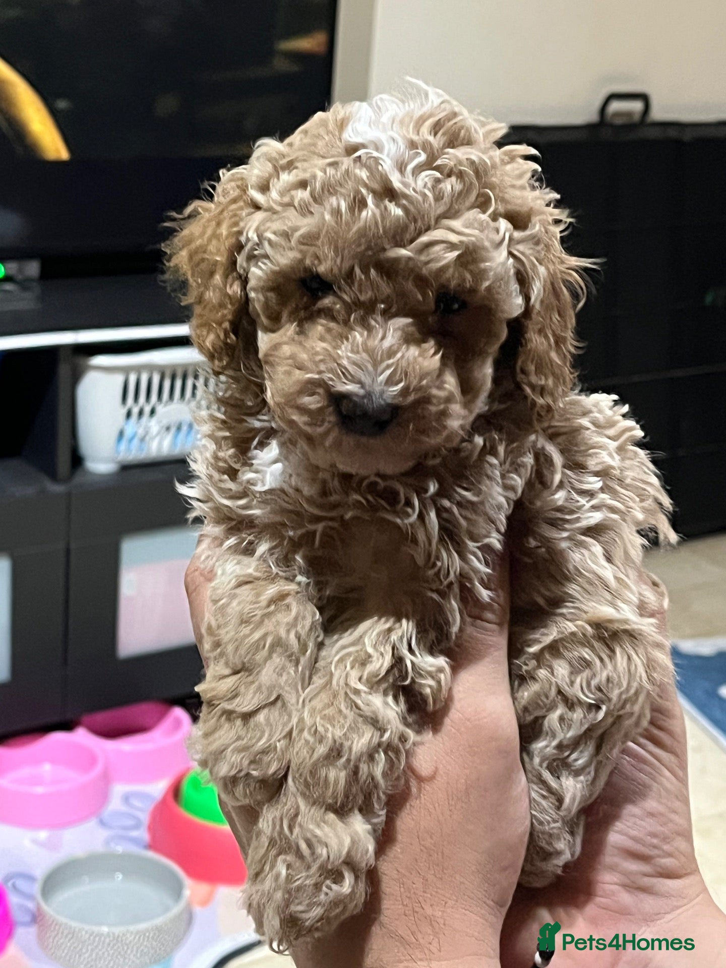 Maltipoo dogs Maltipoo Puppies  - Advert 17