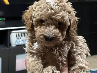 Maltipoo dogs Maltipoo Puppies - Advert 15