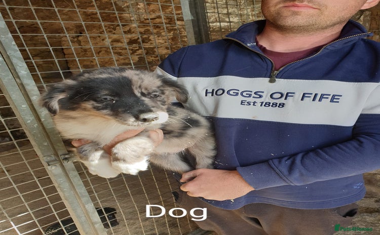Border Collie dogs - Advert 6