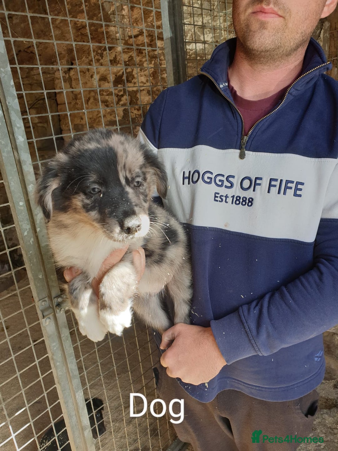 Border Collie dogs for sale: Beautiful border collie puppies  - Image 1