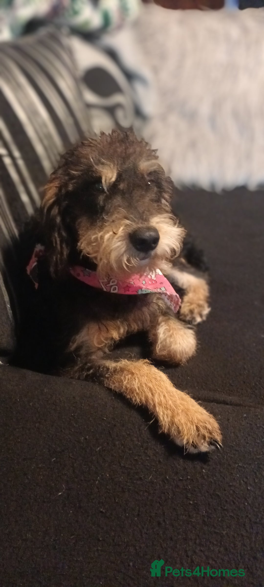 Cockapoo dogs for sale: Ronnie  - Advert 1