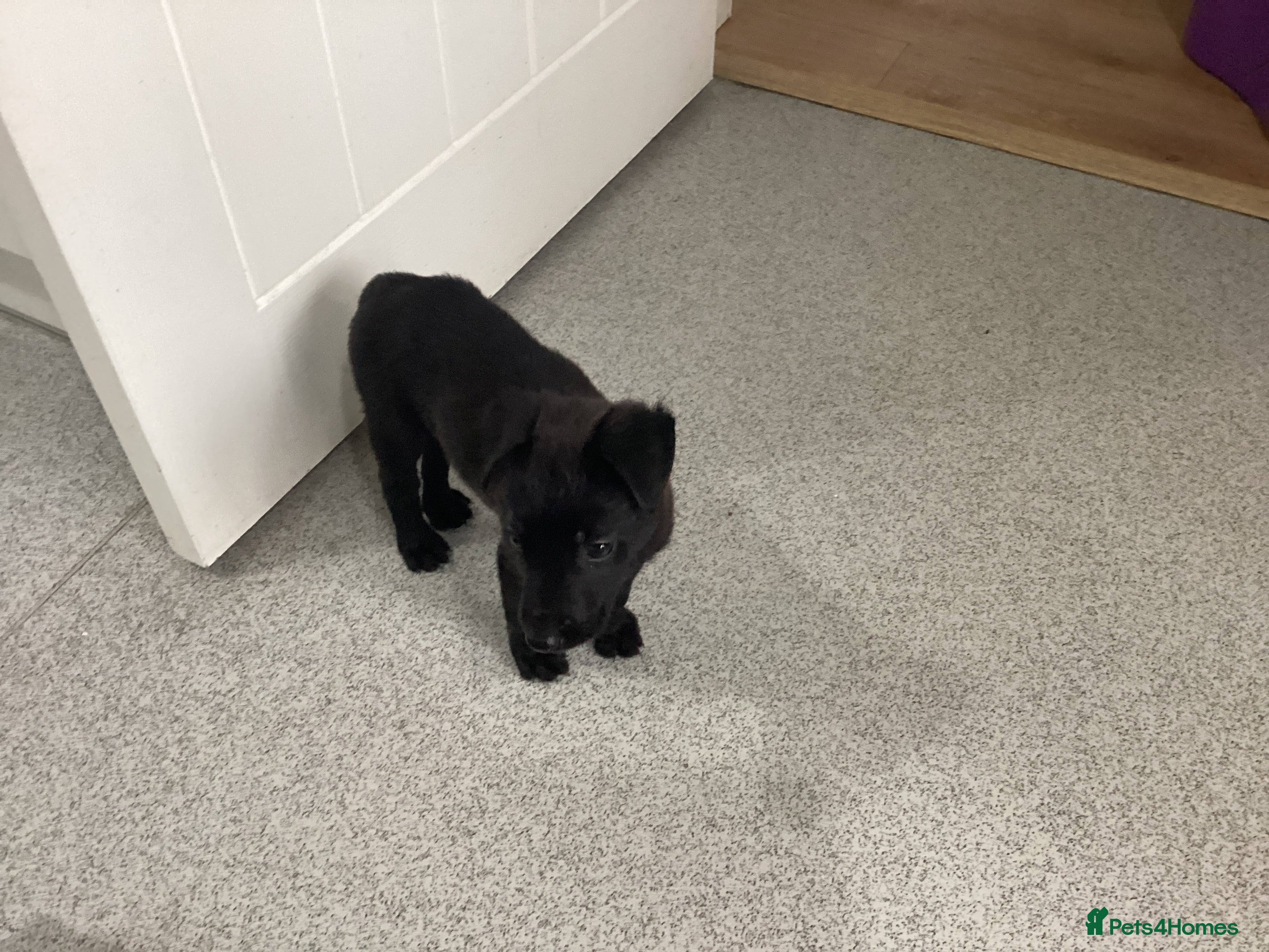 Mixed Breed dogs Belgian shepherd and Labrador mix  - Advert 11
