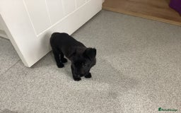 Mixed Breed dogs for sale: Belgian shepherd and Labrador mix  - Image 1