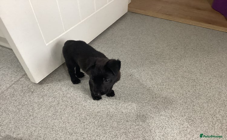 Mixed Breed dogs - Advert 1