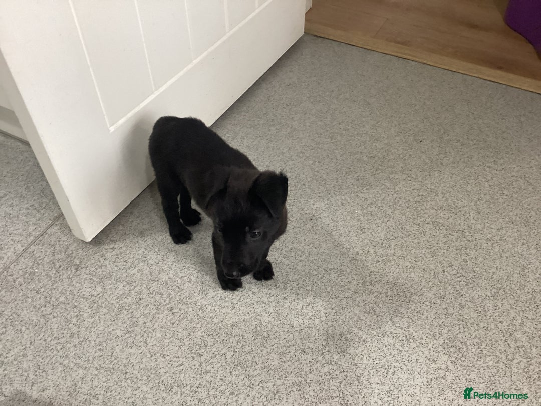 Mixed Breed dogs for sale: Belgian shepherd and Labrador mix  - Image 1