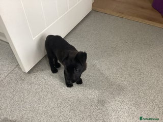 Mixed Breed dogs - Advert 3