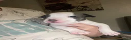 Staffordshire Bull Terrier dogs for sale: Staffy puppies for sale in Telford - Advert 3