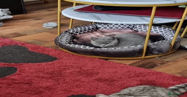 British Shorthair cats - Advert 3